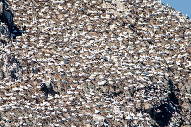 Colonie de Fous de Bassan